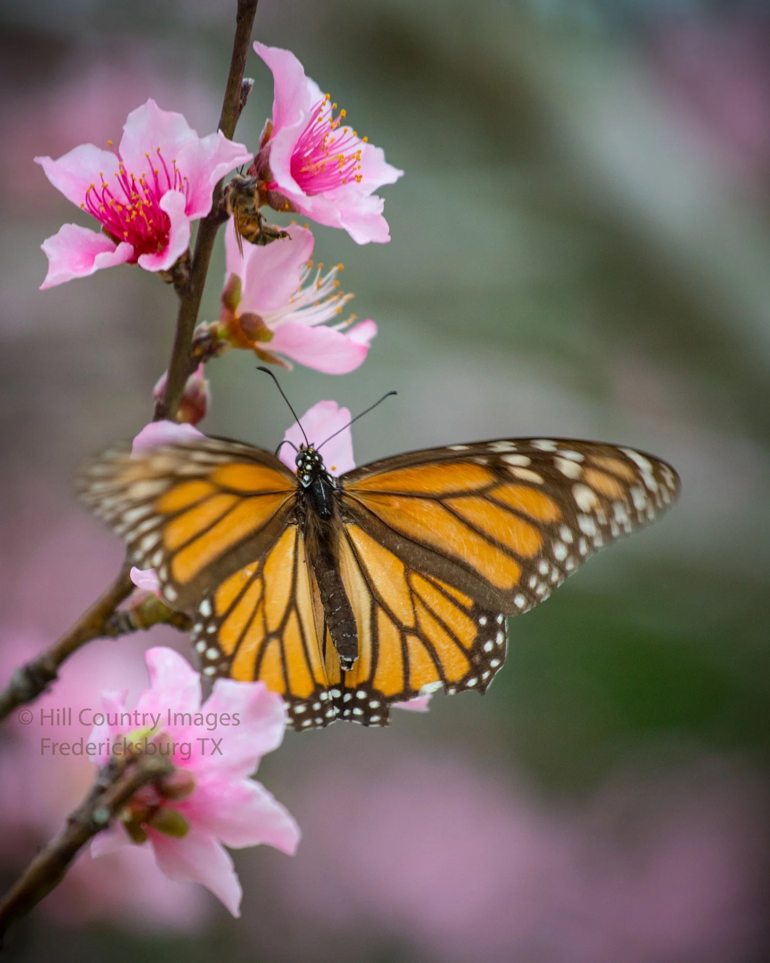 Texas Hill Country peach orchard tree pink blooms and butterfly. Photo by Hill Country Images for Texas Wild™.
